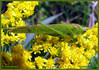 Travniška listarica (Ruspolia nitidula) 002.jpg