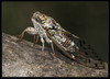cicada orni 2.jpg