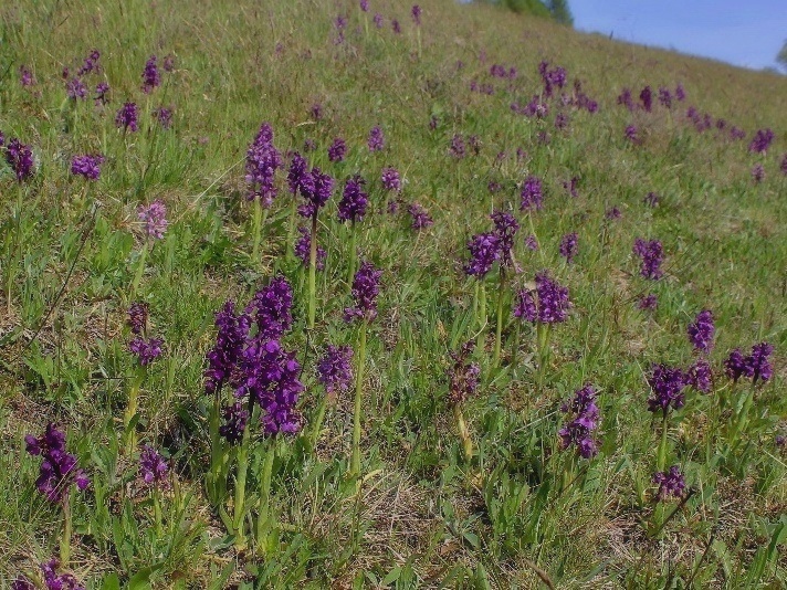 Klikni za ogled večje slike