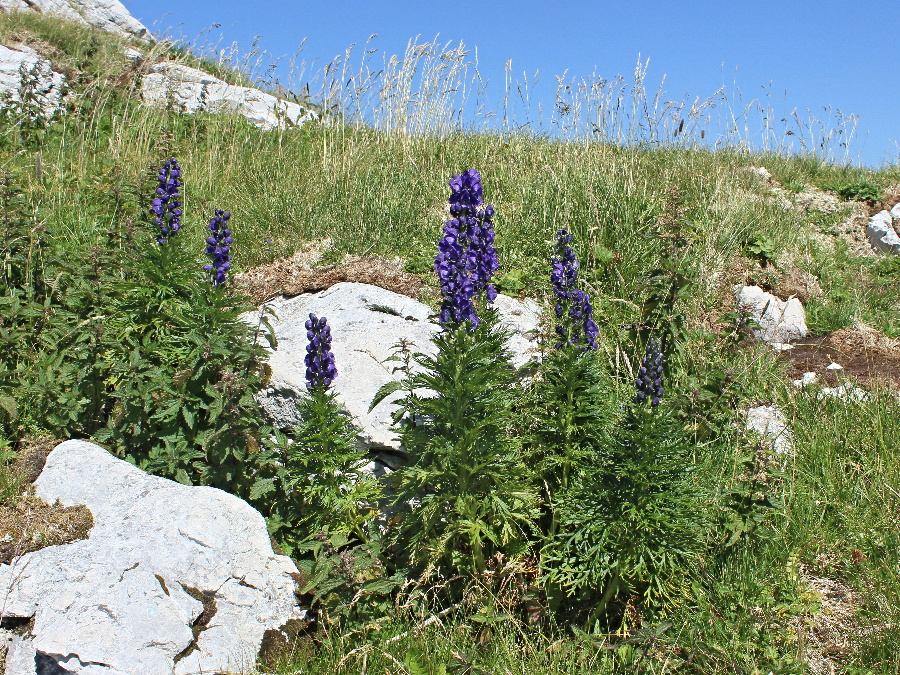 Klikni za ogled večje slike