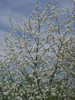 Češnja 2 Prunus avium var. sylvestris.JPG