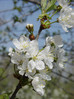 Češnja 3 Prunus avium var. sylvestris.JPG