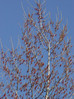Črni topol Populus nigra 1DSC08128.JPG
