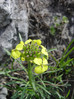 Šebenik gozdni 3 Erysimum sylvestre DSC09210.JPG