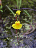 126 Utricularia australis 1.JPG
