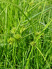 160 Carex bohemica 2.JPG