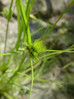 160 Carex bohemica 3.JPG