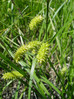160 Carex vesicaria 2.JPG