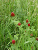Inkarnatka 2 Trifolium incarnatum DSC09514.JPG