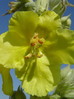 Lučnik navadni Verbascum phlomoides 3DSC02369.JPG