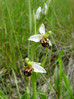 Mačje uho čebeljeliko 2 Ophrys apifera DSC09876.JPG