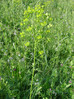 Mleček ostri 2 Euphorbia esula.JPG