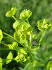 Mleček ostri 3 Euphorbia esula.JPG