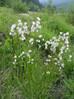 Munec širokolistni 2a Eriophorum latifolium.JPG