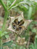 Navadni oslez Hibiscus trionum 4.JPG