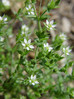 Peščenka navadna Arenaria serpyllifolia DSC09555.JPG