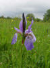 Perunika sibirska 3 Iris sibirica.JPG