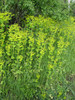 Repušica prerasla 1 Smyrnium perfoliatum.JPG