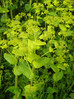 Repušica prerasla 2 Smyrnium perfoliatum.JPG
