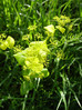 Repušica prerasla 3 Smyrnium perfoliatum.JPG