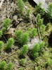 Rmanec vretenčasti 2 Myriophyllum verticillatum DSC01129.JPG