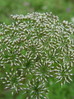 Seljanka navadna Selinum carvifolia 4DSC01710.JPG