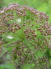 Seljanka navadna Selinum carvifolia 5DSC01712.JPG