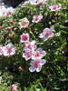 Triglavska roža Potentilla nitida DSC01502.JPG