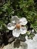 Triglavska roža Potentilla nitida DSC01509.JPG