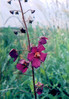Vijolični lučnik 2 Verbascum phoeniceum.jpg