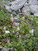 Zelenka okroglolistna 1 Pyrolarotundifolia.JPG