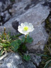 Zlatica alpska 2 Ranunculus alpestris.JPG