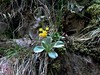 jeglic avrikelj Primula auricula DSCF3332.jpg