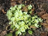 jeglic navadni trobentica Primula vulgaris IMG_5947a.jpg