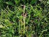 kukavica poletna Neotinea ustulata subsp. aestivalis IMG_7795 (1).jpg