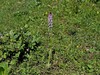 kukavica poletna Neotinea ustulata subsp. aestivalis IMG_7836 (1).jpg