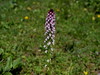 kukavica poletna Neotinea ustulata subsp. aestivalis IMG_7838.JPG