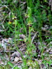 macje uho Tommasinijevo Ophrys tommasinii 1IMG_1155.JPG