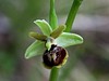 macje uho Tommasinijevo Ophrys tommasinii IMG_1157a.jpg