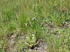 macje uho cebeljeliko Ophrys apifera IMG_6406.jpg