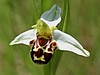 macje uho cebeljeliko Ophrys apifera IMG_6410.jpg