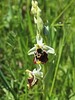 macje uho cmrljeliko Ophrys holosericea IMG_3665a.jpg