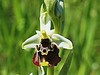 macje uho cmrljeliko Ophrys holosericea IMG_3666a.jpg