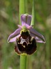macje uho cmrljeliko Ophrys holosericea IMG_3718a.jpg
