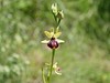 macje uho ilirsko Ophrys illyrica IMG_6233.jpg