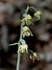 mocvirnica drobnolistna Epipactis microphylla IIMG_7225a.jpg