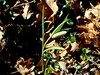 mocvirska logarica Fritillaria meleagris IMG_5951a.jpg