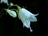 obrocnica navadna Adenophora liliifolia IMG_5205a.jpg
