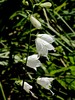 obrocnica navadna Adenophora liliifolia IMG_5234a.jpg