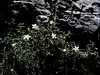 popkoresa kratkodlakava Moehringia villosa IMG_4050a.jpg